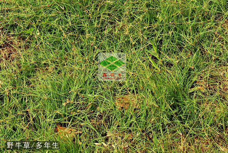 野牛草種子-野牛草管理粗放